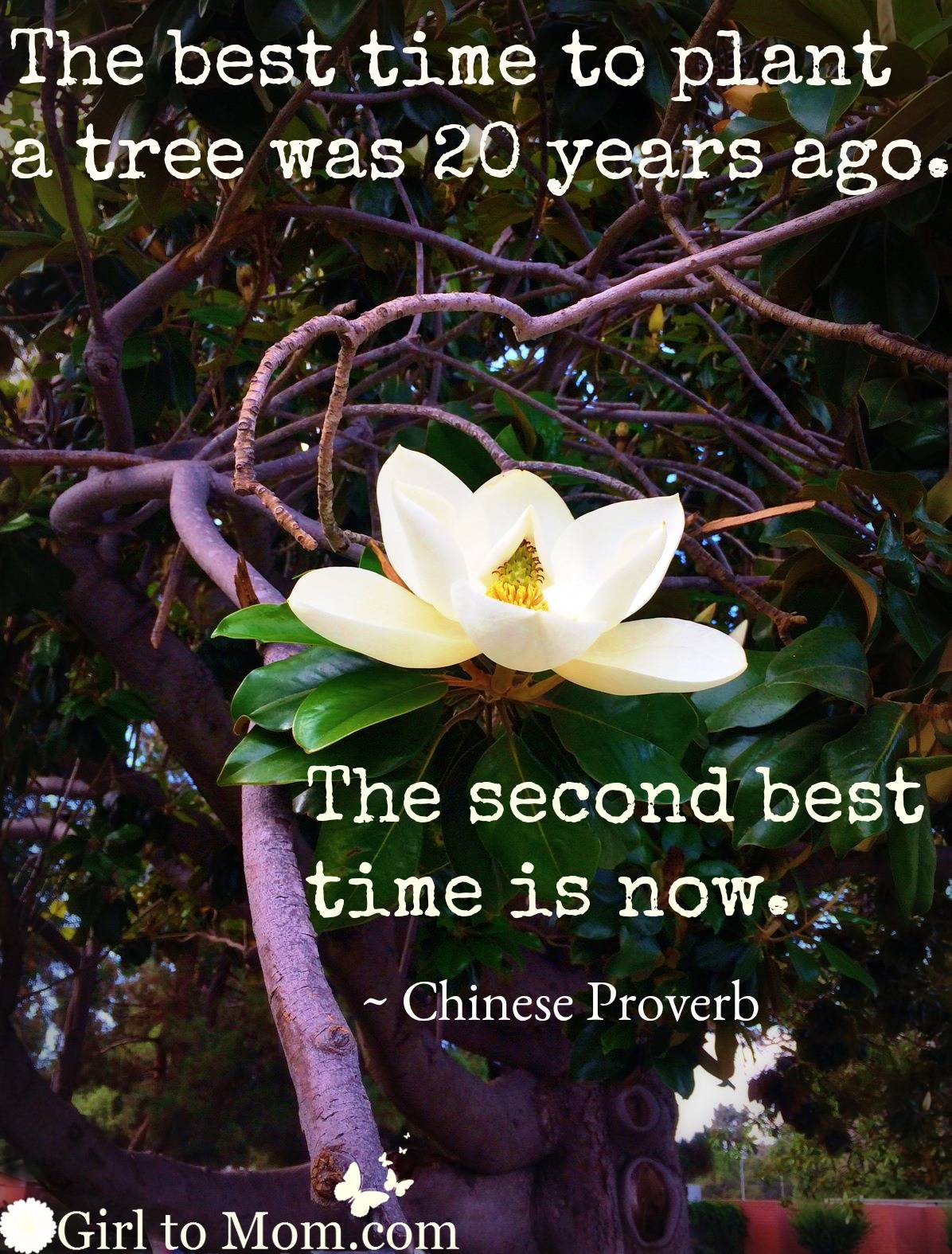 The Best Time To Plant A Tree Quote Meaning